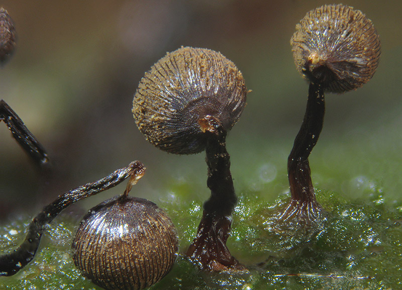 Cribraria cancellata